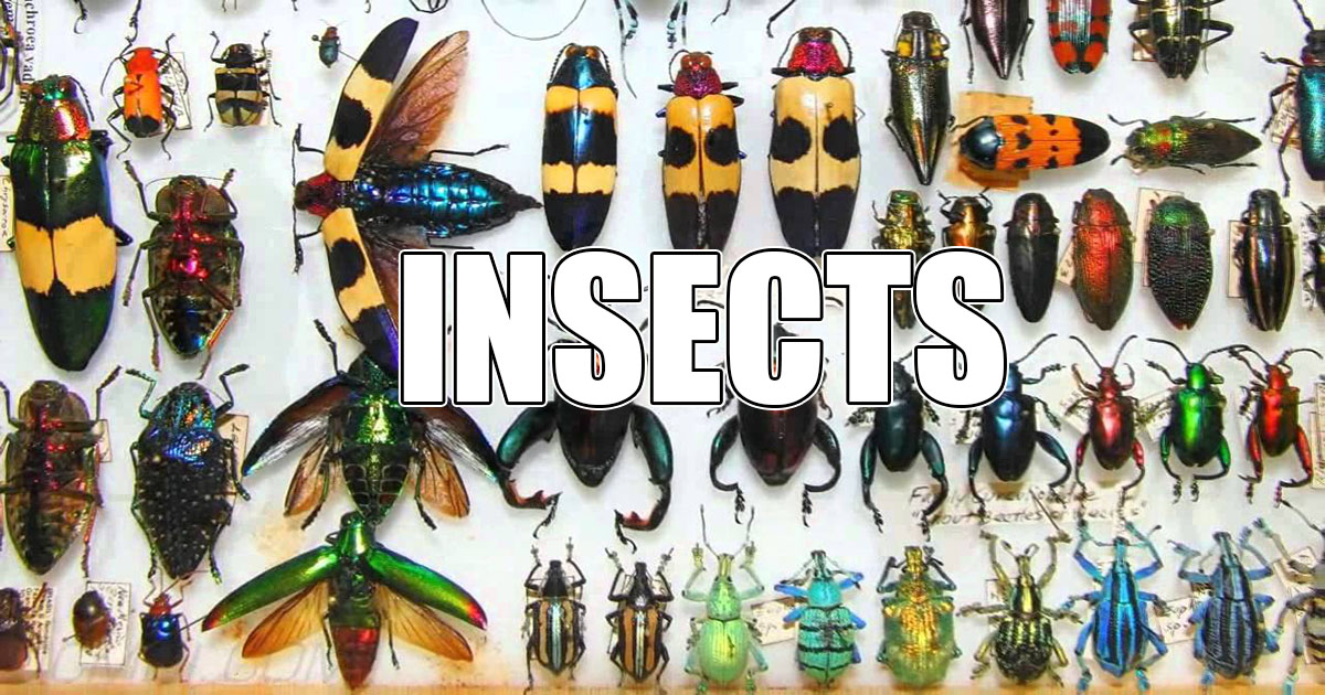 insects OpenGraph Image